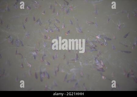small fish Tilapia fish freshwater on the water surface pond, little tilapia farm Stock Photo
