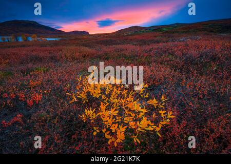 Autumn colors and colorful sunset in the beautiful landscape near the lake Avsjøen, Dovre, Norway, Scandinavia. Stock Photo