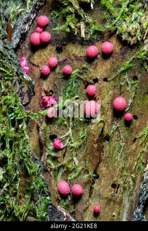 Lycogala epidendrum, commonly known as wolf's milk or groening's slime - Pisgah National Forest, Brevard, North Carolina, USA