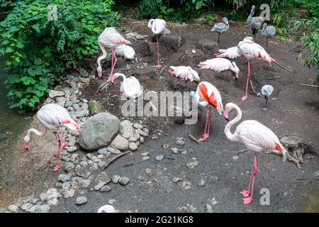 Flamingos of all ages, including an egg, at the Cincinnati Zoo Stock Photo