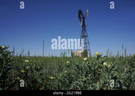 A windmil pumping water into a tank surrounded by a field of green wheat with thistles on the border in the Central Highlands, Queensland, Australia. Stock Photo