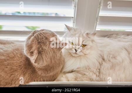 British shorthair gray cat and white British longhair cat are sitting on the window Stock Photo