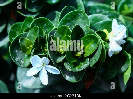 white flower Stock Photo