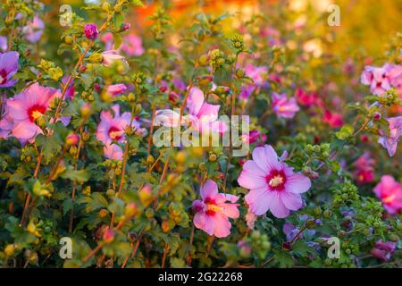 pink hibiscus flowers at sunset, floral tenderness, blurred background Stock Photo