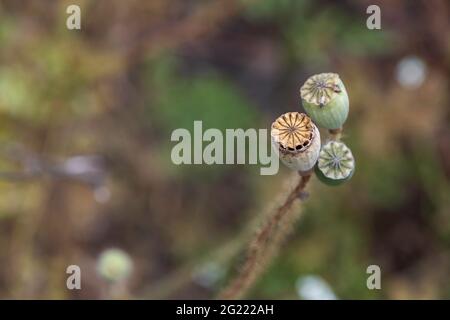 Dry bolls with field poppy seeds closeup on a blurred background Stock Photo