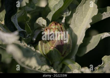 Artichoke Purple Globe Romanesco Stock Photo