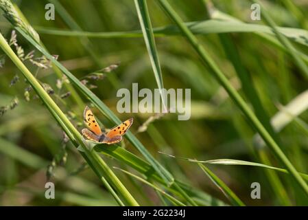 Small Copper (Lycaena phlaeas) butterfly Stock Photo
