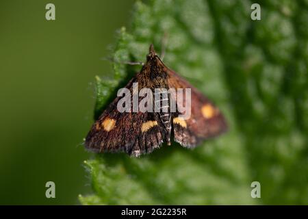 Mint Moth (Pyrausta aurata) or Small Purple and Gold moth Stock Photo