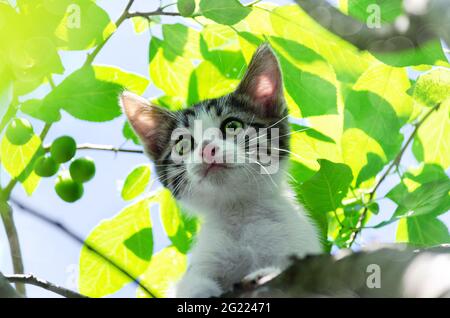 The kitten climbed a tree and is afraid to go down. Selective Focus, close-up Stock Photo