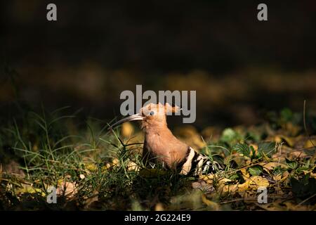 Detailed, close-up side view of rarely-seen, wild hoopoe bird (Upupa epos) isolated outdoors,  near open grassland