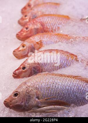 A lot of red snapper fishes on ice Stock Photo