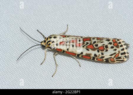 Heliotrope Moth on light sheet. Stock Photo