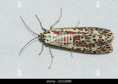 Heliotrope Moth on light sheet. Stock Photo