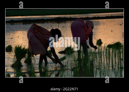 Local villagers work in a paddy field using traditional methods to harvest the rice crop in fields in lush countryside, West Bengal, India Stock Photo