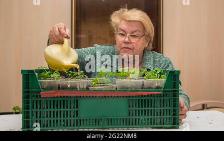 An elderly woman pours tomato seedlings in pots from a watering can. The concept of agriculture, farming, growing vegetables. Young green seedlings of vegetable plants. Stock Photo