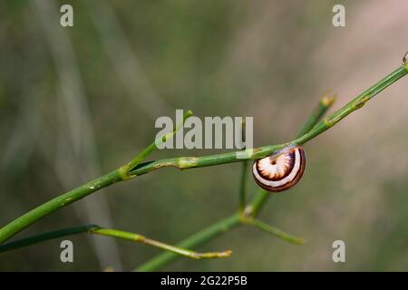 Snail behind a green stem of a plant closeup on a blurred background Stock Photo