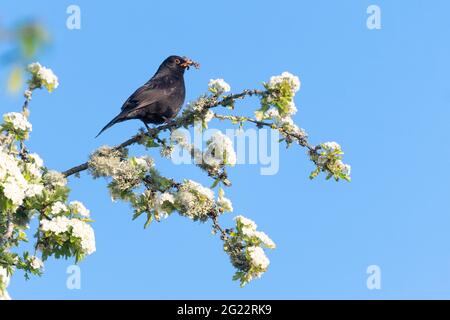 Male blackbird (turdus merula) in spring perched on top of hawthorn tree with beak full of worms grubs and insects for young - Scotland, UK Stock Photo