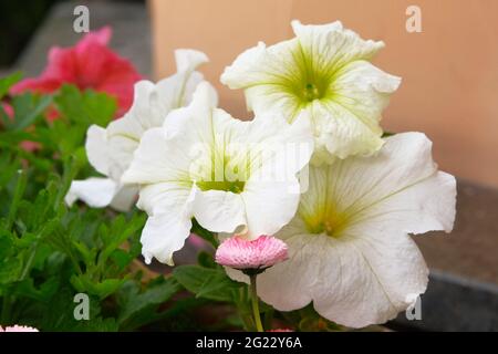 White petunia blooms in spring in botanical garden. Colorful blooming Petunia flowers, spring time. Stock Photo