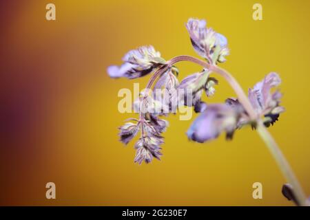 Wild purple flower blossom close up nepeta grandiflora family lamaiaceae botanical background high quality big size prints Stock Photo