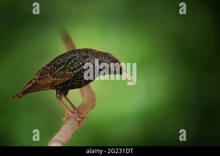 Common starling (Sturnus vulgaris) sitting on a branch over green background . Summer time Stock Photo