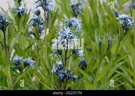 Amsonia tabernaemontana or Eastern Blue Star small starry blue flowers in spring and summer Stock Photo