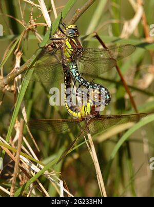 Hairy Dragonflies mating Stock Photo