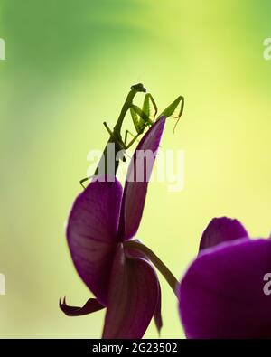 A green praying mantis perched on purple butterfly orchid, vertical format Stock Photo