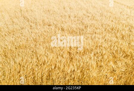 Field of ripe golden barley with fuzzy beards, abstract natural pattern, aerial view Stock Photo