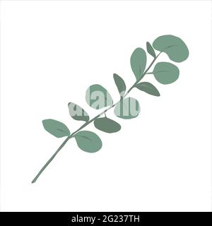 Green eucalyptus branch, silver dollar eucalyptus plant, decorative element, hand drawn vector illustration isolated Stock Vector