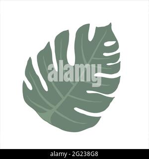 Monstera leaf, isolated hand drawn illustration, colored vector clipart, exotic tropical plant isoted on white background Stock Vector