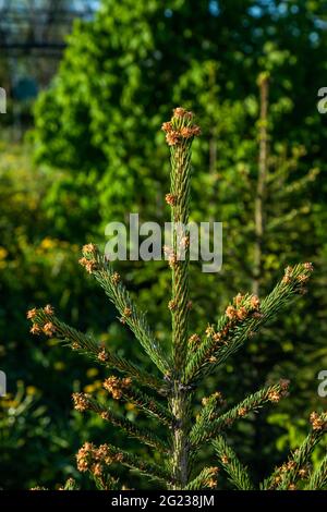 Garden plant in the spring of the spruce family Stock Photo
