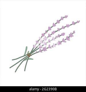 Lavender flower bunch hand drawn illustration, colored vector clipart, modern drawing isolated Stock Vector