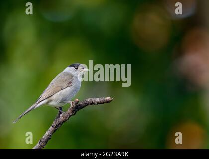 Blackcap Sylvia atricapilla male warbler bird with black cap on head perched on tree branch Stock Photo