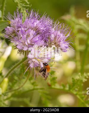 Macro of a honey bee (apis mellifera) on a purple tansy (phacelia tanacetafolia) blossom with blurred bokeh background Stock Photo