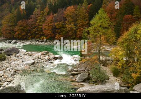 Swiss Alps Valley with river between colorful trees and leaves, at cloudy weather at Ticino Valle Maggia, Maggiatal Stock Photo