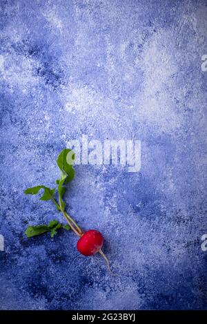 Radish on blue concrete backgrounds Stock Photo