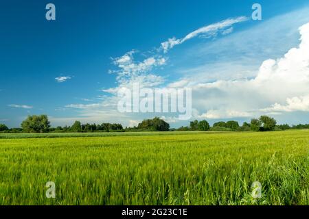 Green cereals and white clouds on the sky Stock Photo
