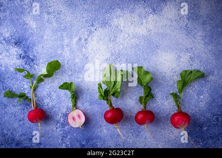 Radish on blue concrete backgrounds Stock Photo