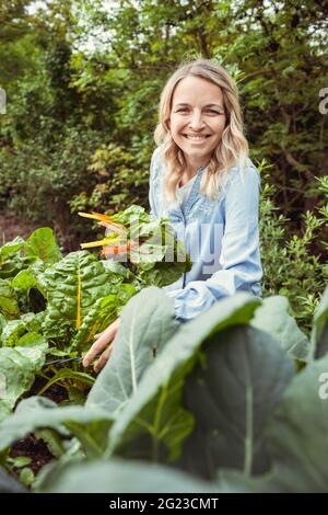 pretty young blonde woman harvesting fresh chard, mangold from her raised bed in her garden and is happy Stock Photo