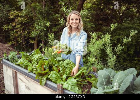 pretty young blonde woman harvesting fresh chard, mangold from her raised bed in her garden and is happy Stock Photo