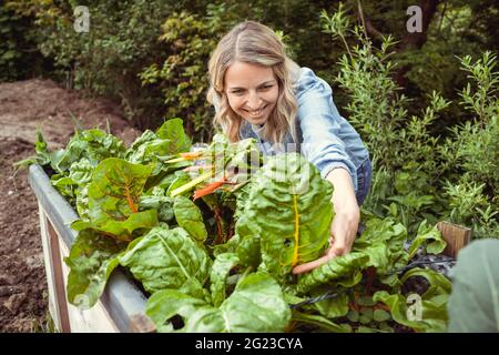 pretty young blonde woman harvesting fresh chard, mangold from her raised bed in her garden and is happy Stock Photo