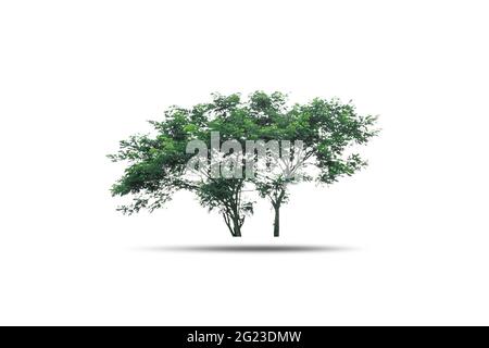 Couple trees isolated on white background Stock Photo