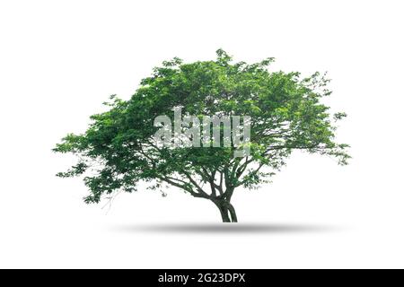 Big tree isolated on white background Stock Photo