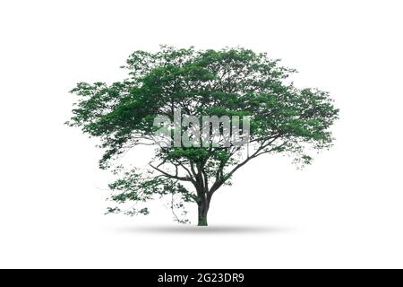 Single tree isolated on white background Stock Photo