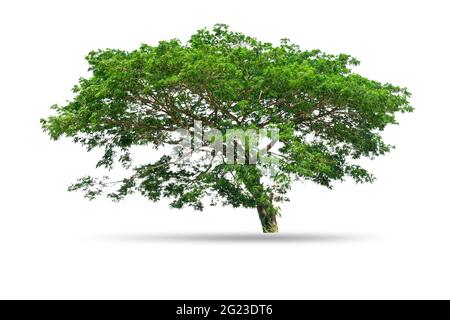 Single big tree isolated on white background Stock Photo