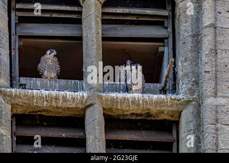 Higham Ferrers, Northamptonshire, UK. 8th June 2021. A pair of  Peregrine Falcons. falco Peregrinus raising 4 chicks on the spire of St Mary’s Church Higham Ferrers with one fledged and 3 still in the nest. Credit: Keith J Smith./Alamy Live News Stock Photo