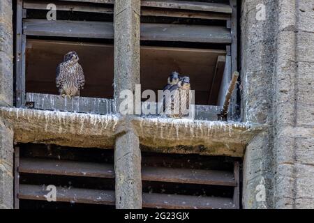 Higham Ferrers, Northamptonshire, UK. 8th June 2021. A pair of  Peregrine Falcons. falco Peregrinus raising 4 chicks on the spire of St Mary’s Church Higham Ferrers with one fledged and 3 still in the nest. Credit: Keith J Smith./Alamy Live News Stock Photo