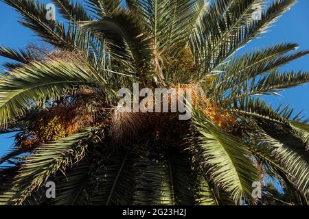 The top of the green palm tree against the sky on the beach with large branches. Tropical travel destinations or summer holiday concept. Scientific name is Arecaceae. High quality photo Stock Photo