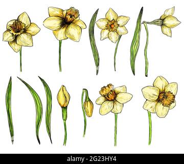 Hand drawn set of daffodils. Isolated ink spring flowers on a white background Stock Photo