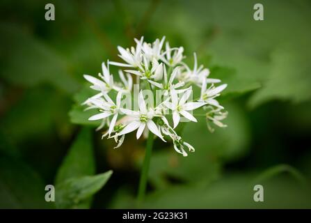 A flowering Wild Garlic plant (Allium ursinum). This plant is also known as Ramsoms Stock Photo